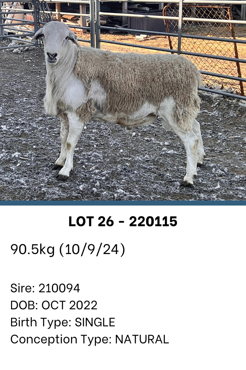 LOT 26 - 220115 – Manofield Australian Whites