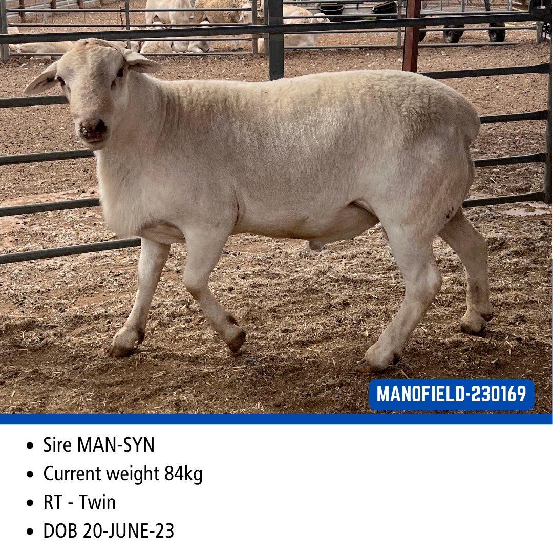 LOT 22 - 230169 – Manofield Australian Whites