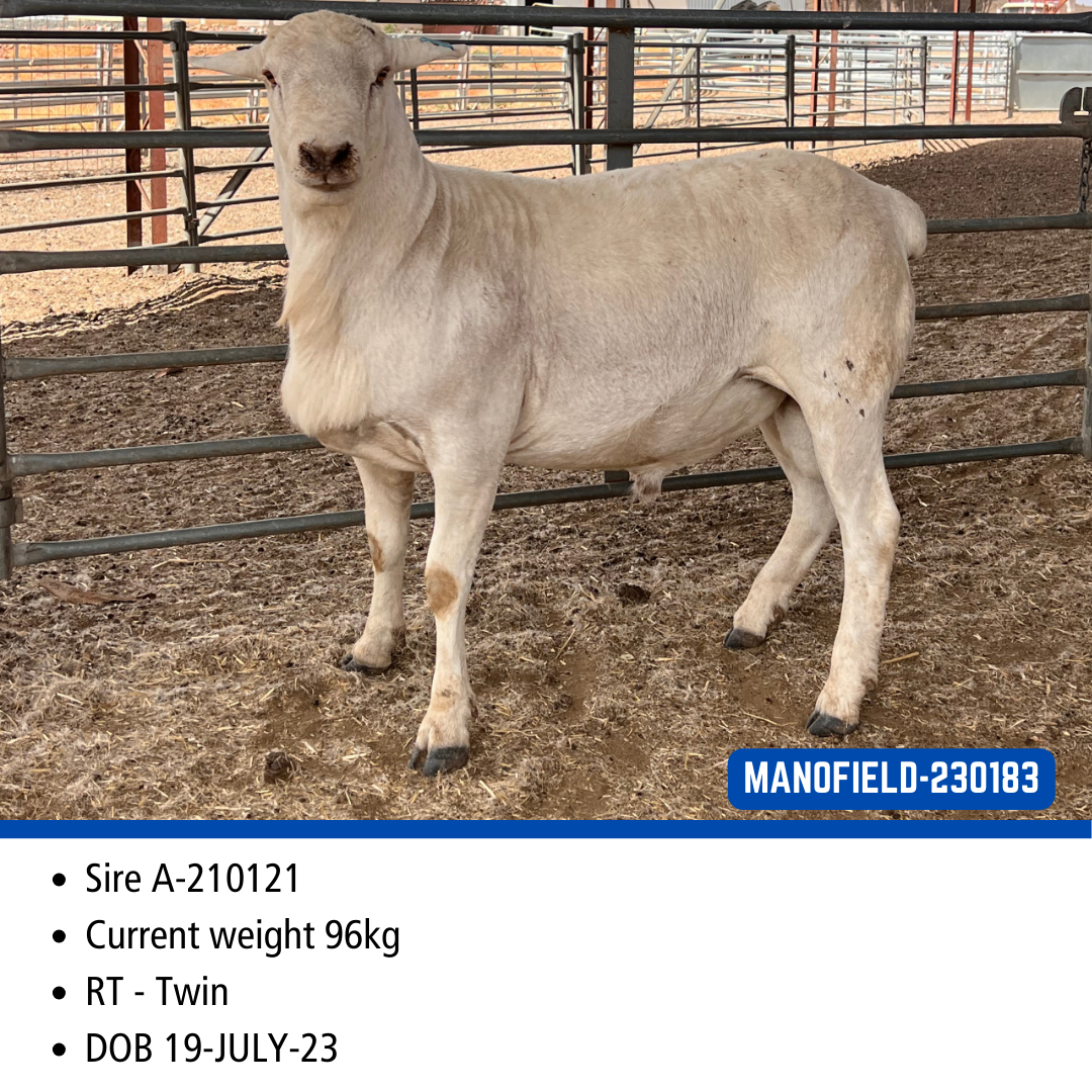 LOT 01 - 230183* – Manofield Australian Whites