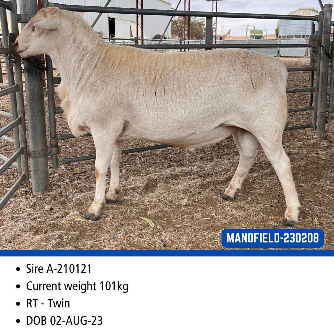LOT 03 - 230208* – Manofield Australian Whites