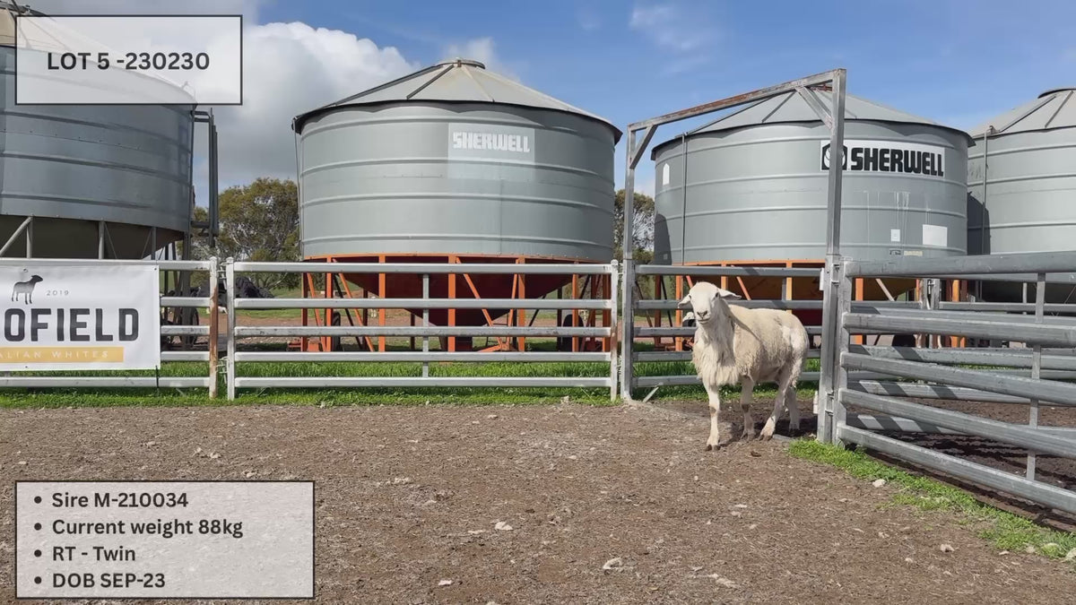 Lot 05 - 230230 – Manofield Australian Whites