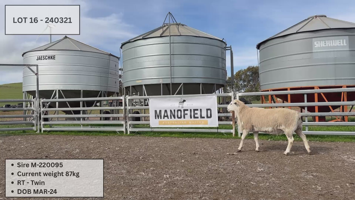 Lot 16 - 240321 – Manofield Australian Whites